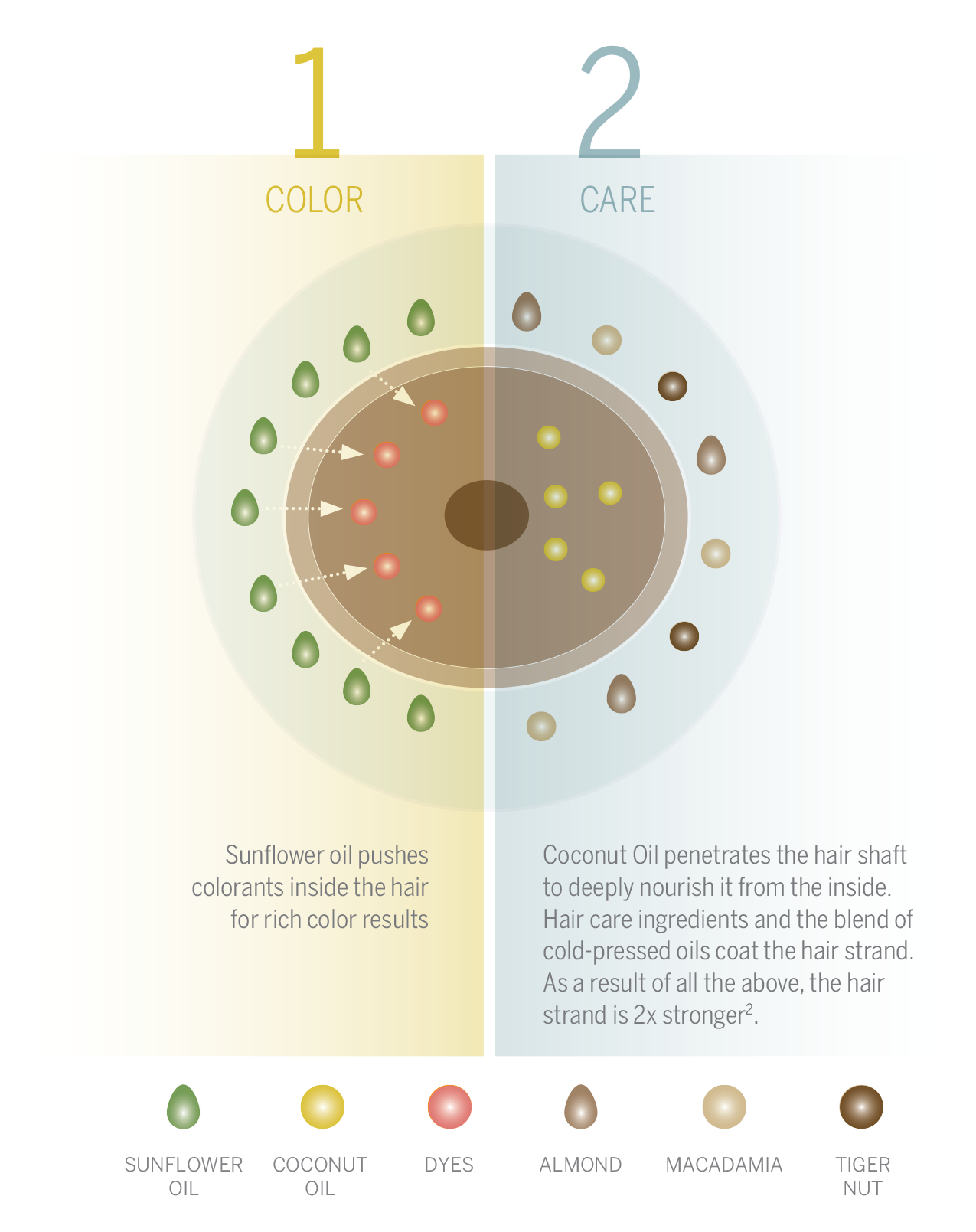 A diagram that shows how the dual-action vegan color system improves hair care & color